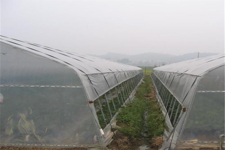 insect net.