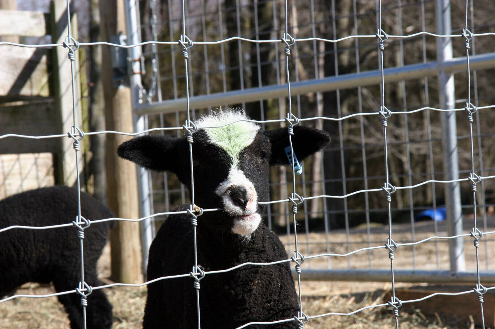Deer Fixed Knot Fence 1.2m Hinge Joint Cattle Wire Mesh Field Fence