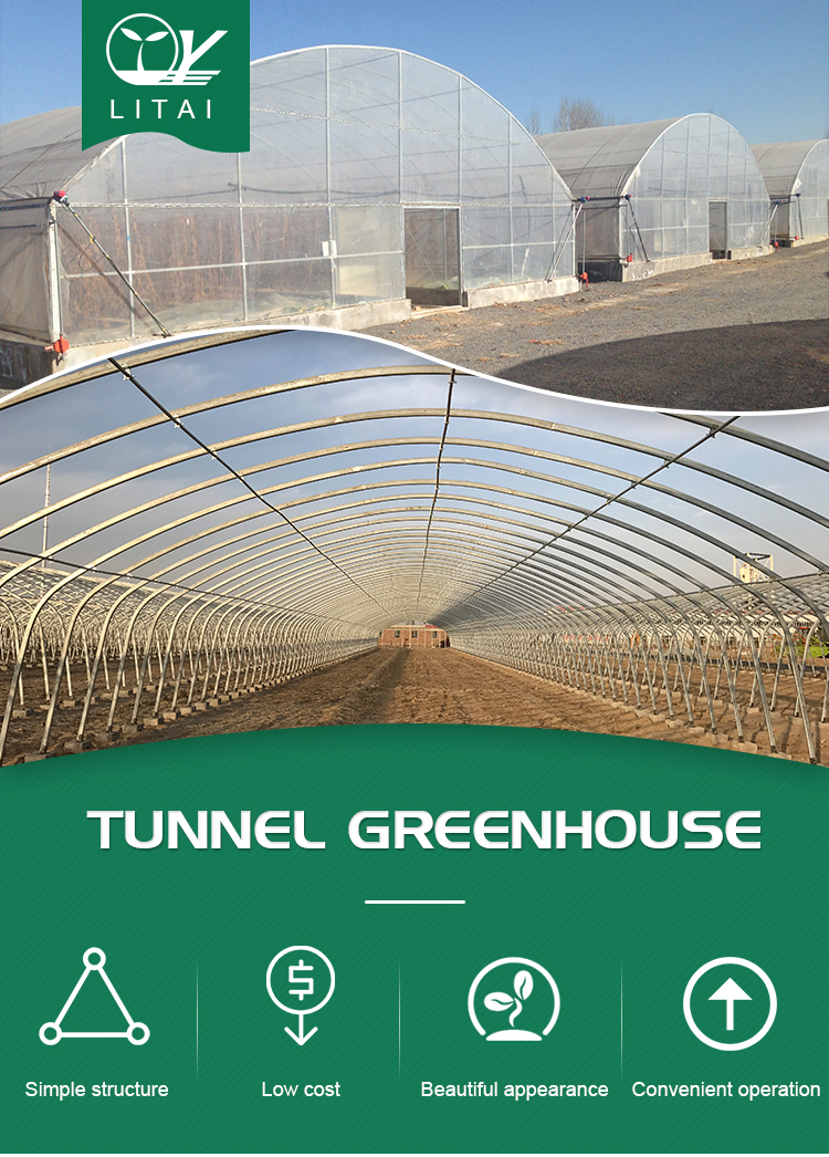 Insulation Agricultural Plastic Film Greenhouse for Single-Span at in 6m 8m 10m Width