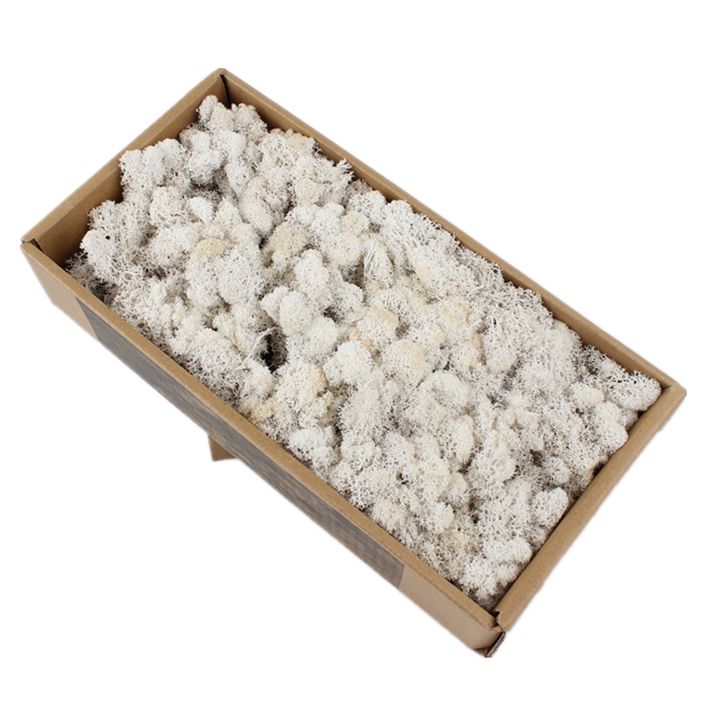 Eco Friendly Preserved Natural Moss Custom Color For House Wall Decoration