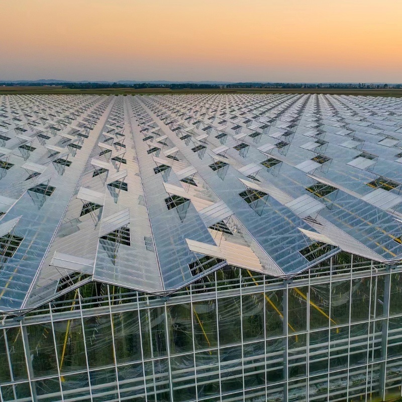 Venlo Glass Greenhouse for Vegetables
