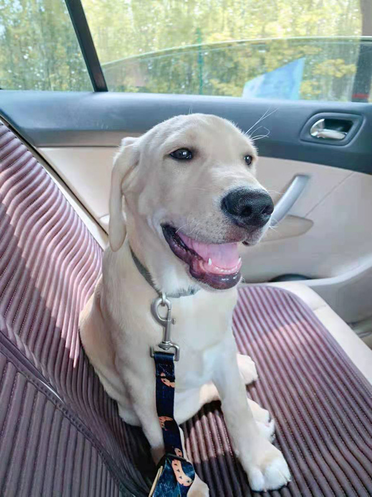 Safety Pet Car Seatbelt Dog Wearing Seatbelt For Middle Seat