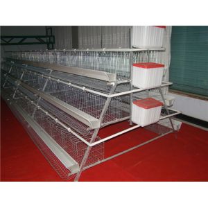 Chicken Farming 3 Tiers A Frame Layer Cages Automatic Manure System