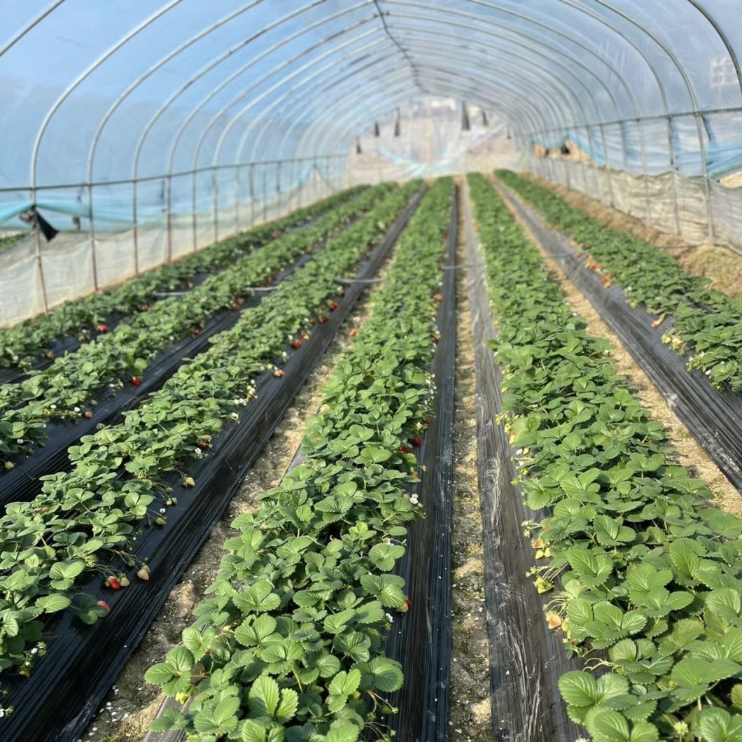 Water Pipe Tunnel Greenhouse for Tomatoes and Strawberries