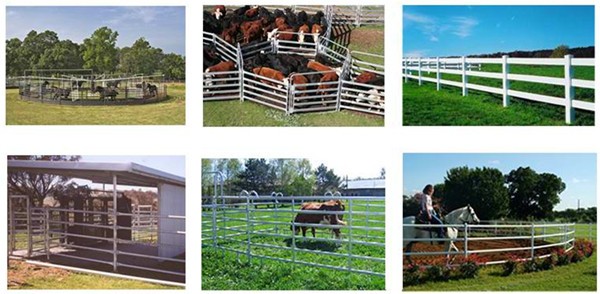 Australia standard galvanized cattle panel fence Cattle Crush,Cattle Chute