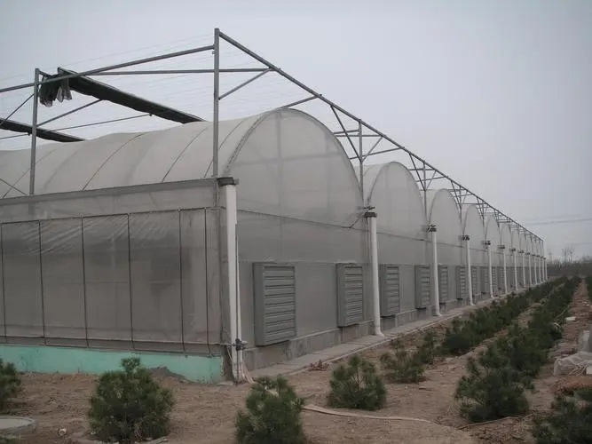 Agricultural Single-Span Tunnel Type Film Blackout Mushroom Greenhouse with Light Deprivation System for Medical Plants and Mushroom