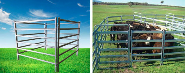 cattle panel fence