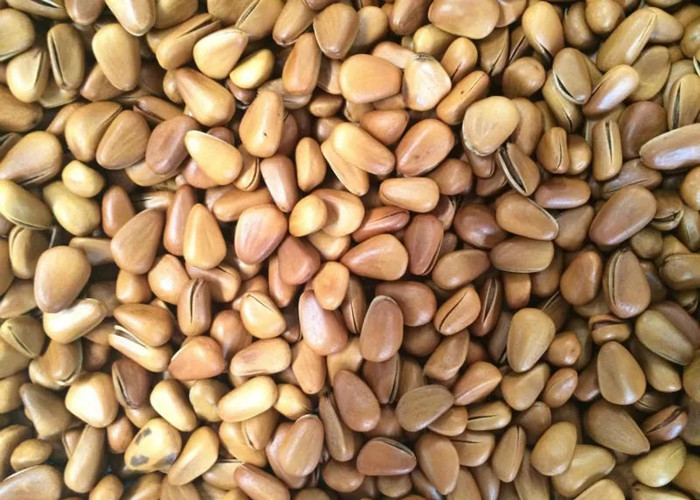 1 Channels Nut Peanut Color Sorter Machine For Seperating Pine Nut Kernels