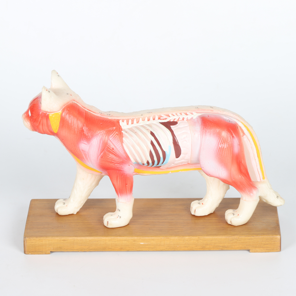 28cm Cat Acupuncture Model Chinese Medical Teaching Acupuncture Body Model PVC