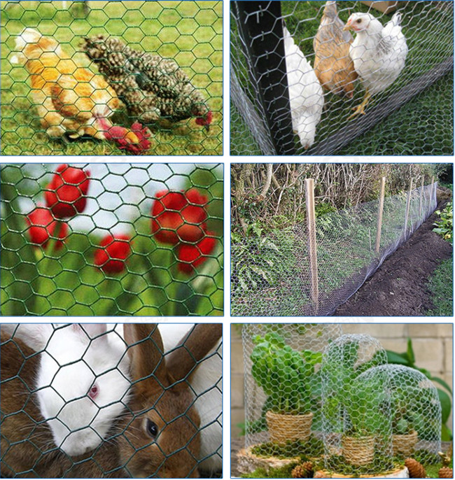0.42mm Galvanized 1.2m High Chicken Wire Mesh Fence For Rabbits Cage