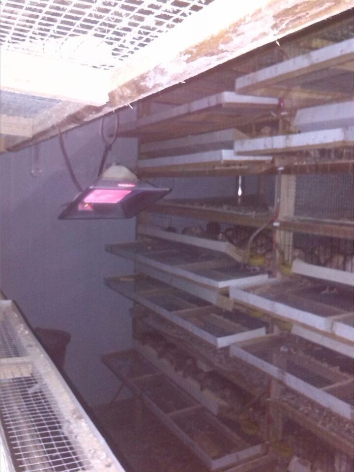 CE Automatic Poultry Brooder Heater Farm Rearing Gas THD2606