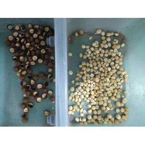 10 Chutes Macadamia Sorting Machine Toshiba 5400 CCD Sensor