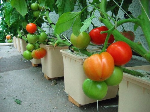 PP Hydroponic Tomato Growing Dutch Bucket System for Vegetables