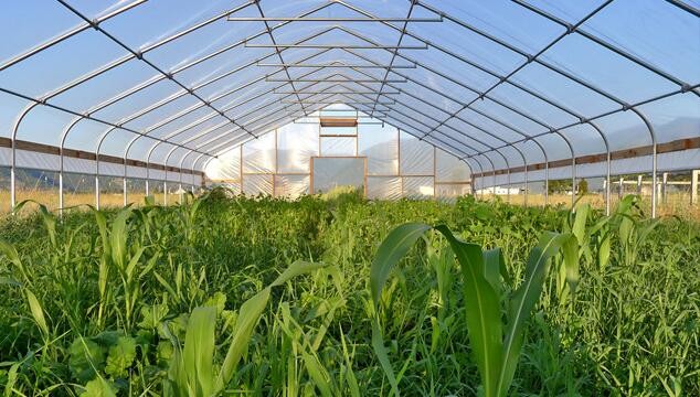 Small Size Single Tunnel Greenhouse Galvanized Tube Frame Span Width 6 / 8 / 10m