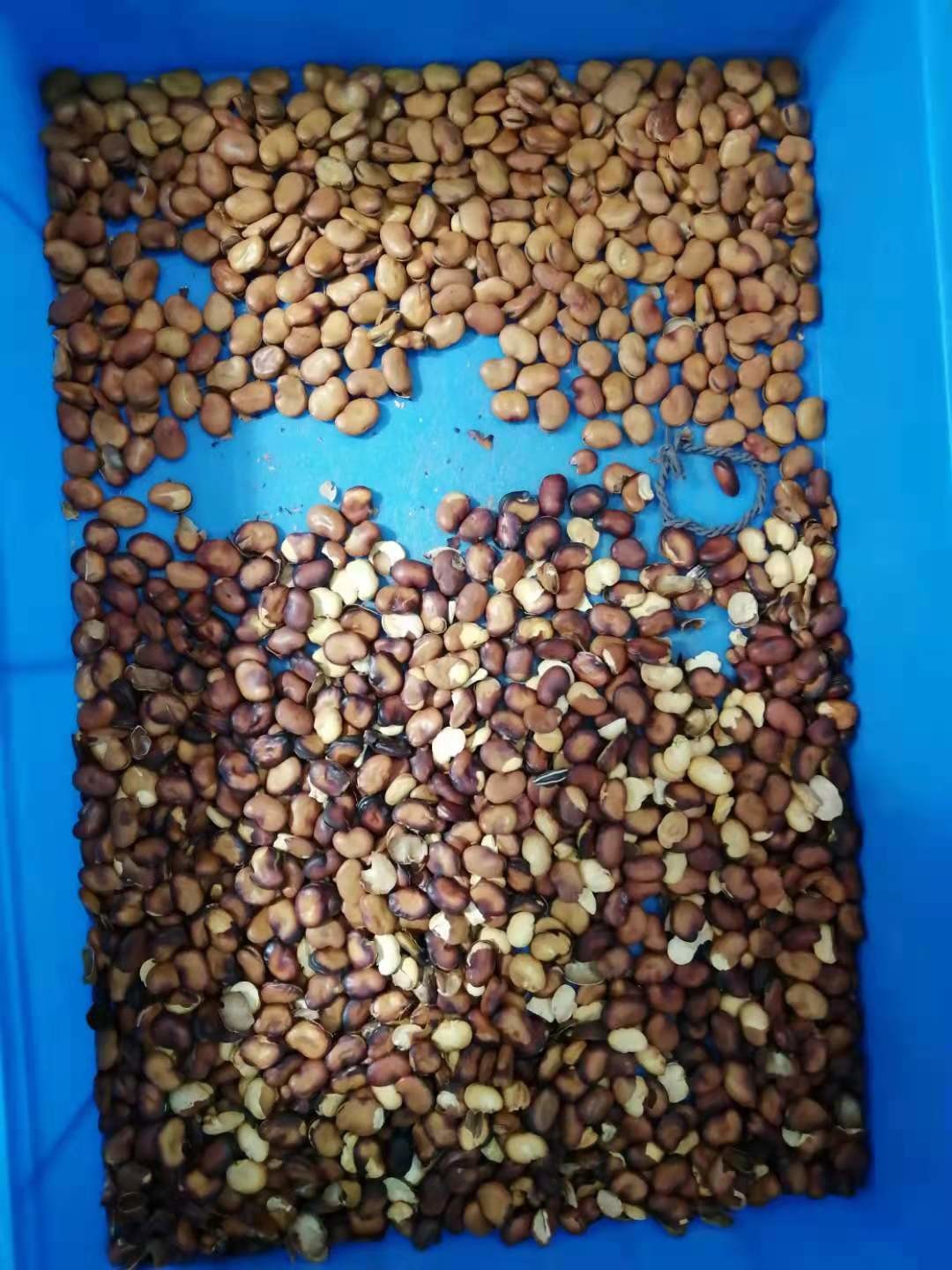 2 Years Warranty High Quality CCD Fully Automatic Coffee Beans Color Sorter Machine