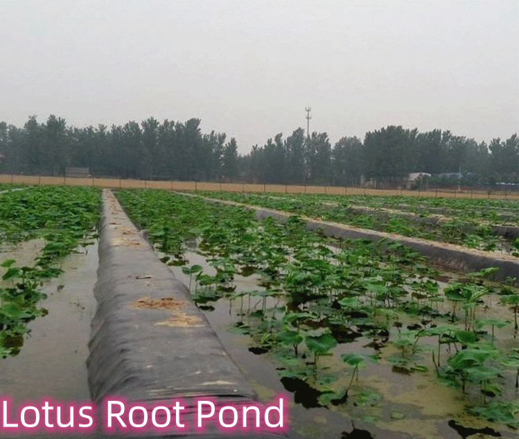 Outdoor Double Smooth Geomembrane for Fish Pond Liner and Landfill Sites Directly Sold