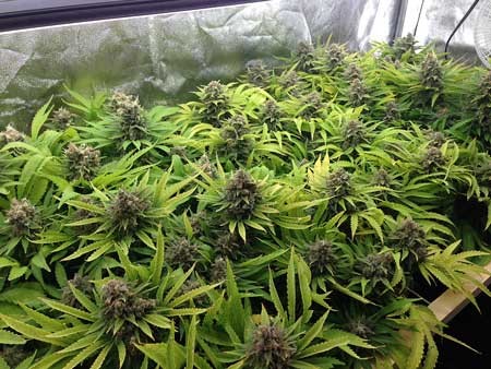 Foldable Igrowbio 860W High PPFD LED Grow Light