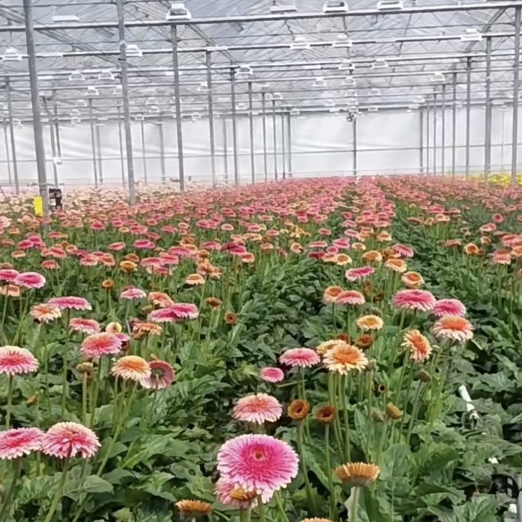 Multi-Functional Glass Greenhouse with Hydroponic System