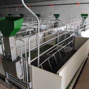 ISO9001 Raised Farrowing Crate For Pigs With Nipple Drinker