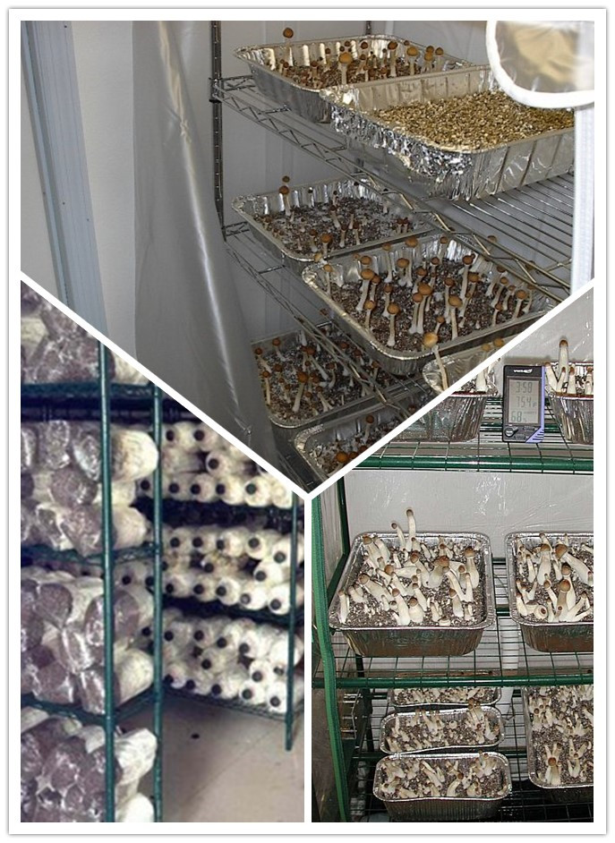 plant growing wire racks