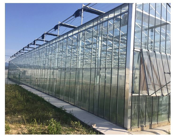 Optimize Tomato Production with 8m Width Glass Greenhouse and Farm Irrigation Systems