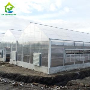 Plants Cultivation Single Span Polycarbonate PC Sheet Greenhouse with Stable