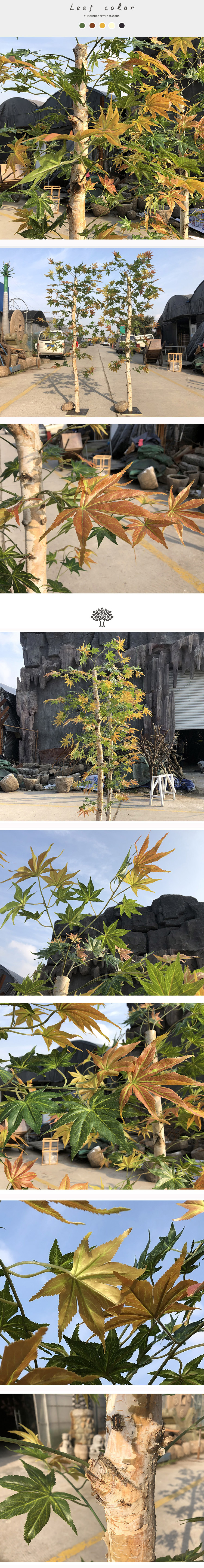 maple.jpg