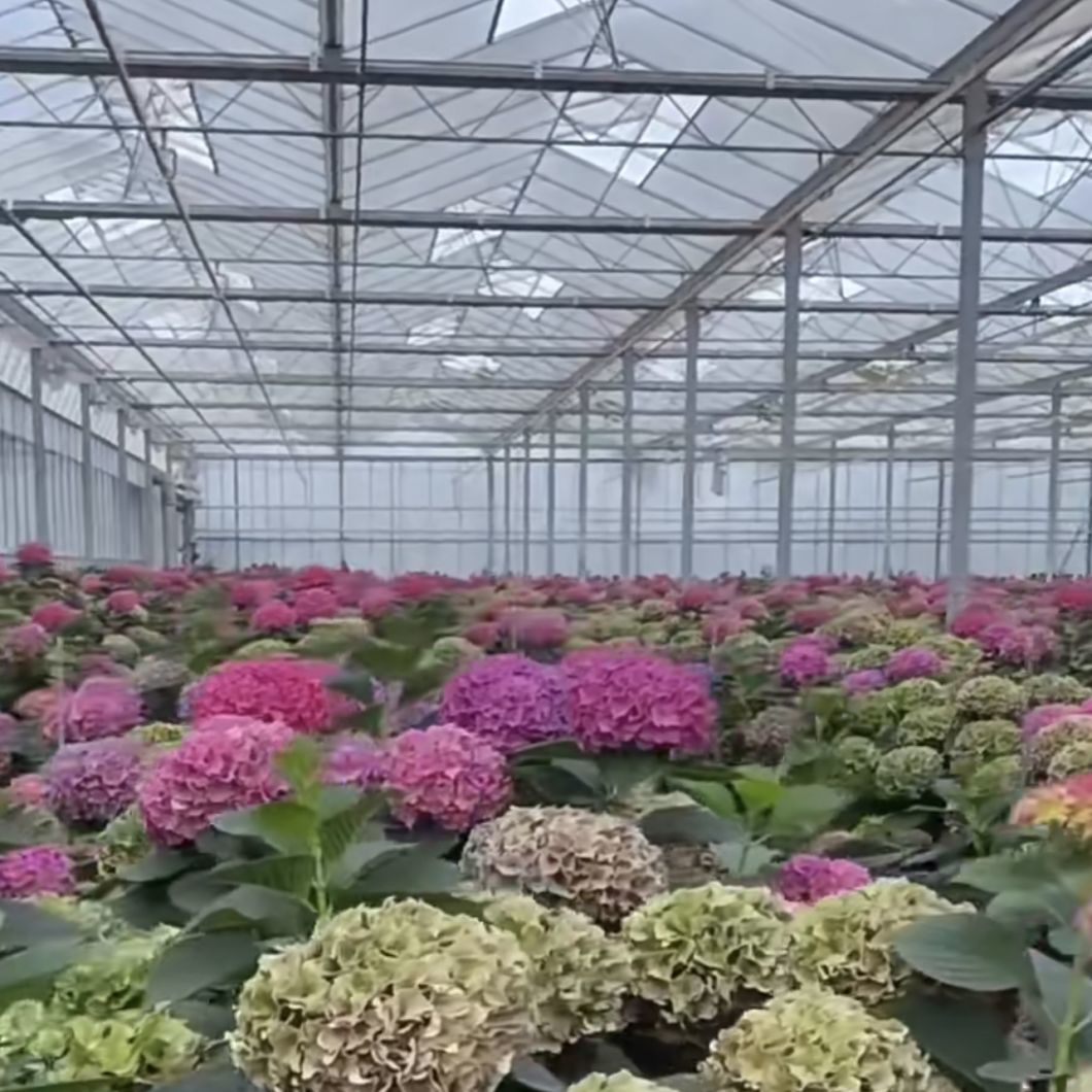 Multi Shading Screen Glass Greenhouse Hydroponics Growing