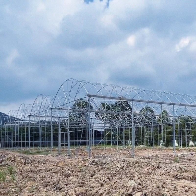 Tomato Cucumber Strawberry Growing System in Greenhouse