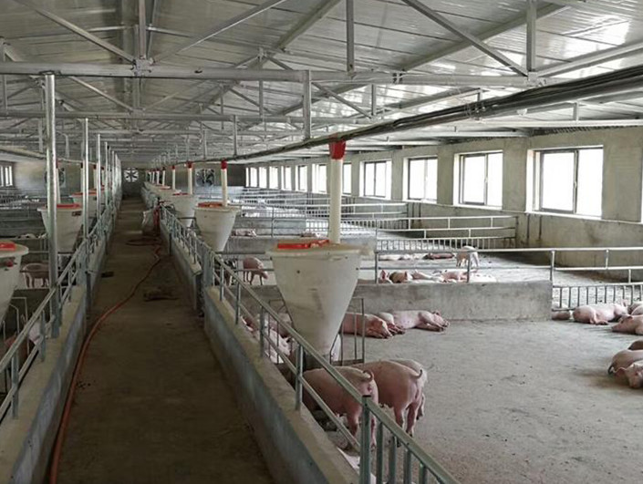 PE Automatic Sow Feeder Fattening Pig Wet Dry Feeder Trough