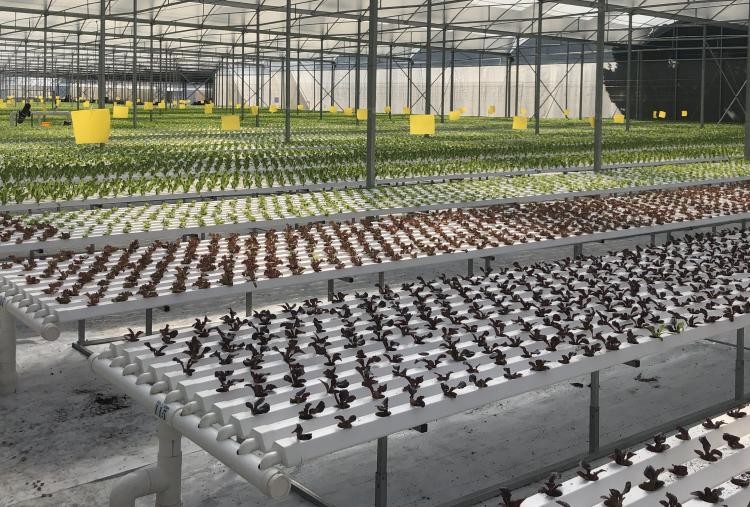 PVC Hydroponic Growing System NFT Pipes For Greenhouse Leafy Vegetables Planting