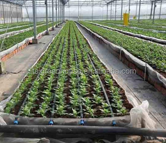 Multi Span Agriculture Greenhouse Height 3m Customized Length 50m