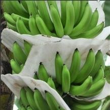 Single-Screw Extruder Foam Sheet/board/pipe/net Machine(FCFPM-150)