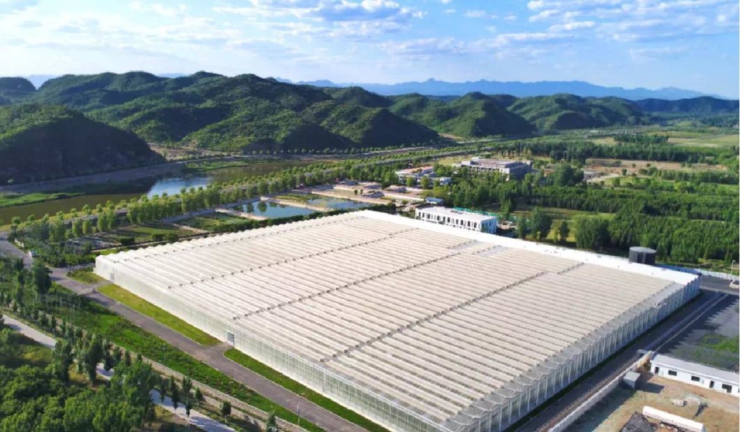 Commercial Greenhouse Poly Film Multi-Span Film Greenhouse for Planting Tomota, Cucumber, Lettuce