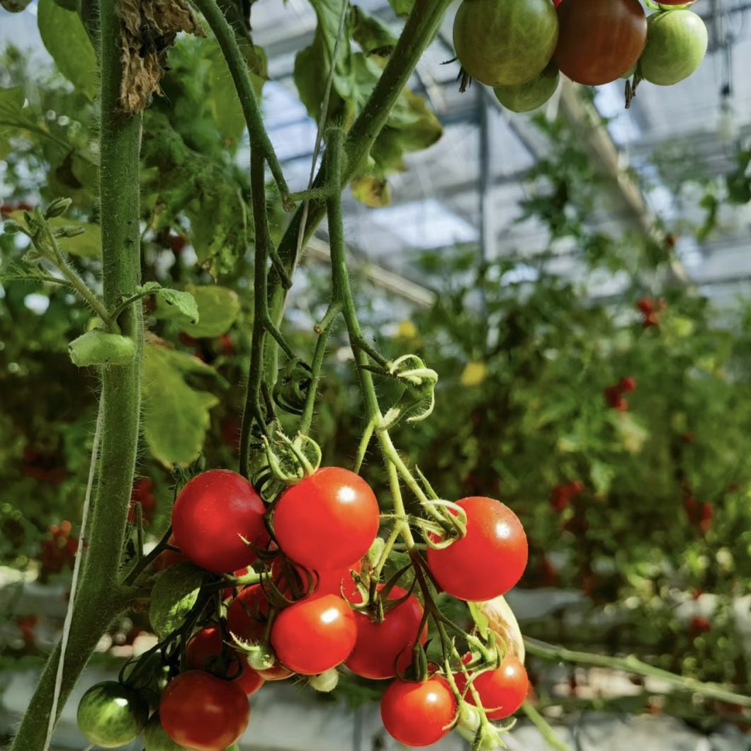 Glass Roof Hydroponic Greenhouse for Flower Growing