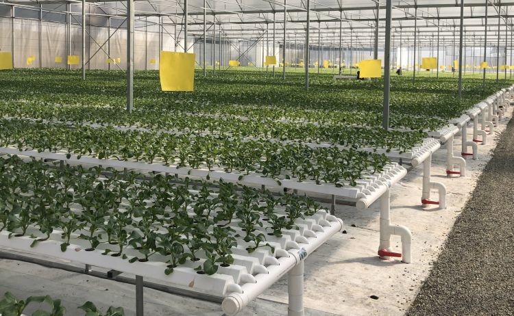 PVC Hydroponic Growing System NFT Pipes For Greenhouse Leafy Vegetables Planting