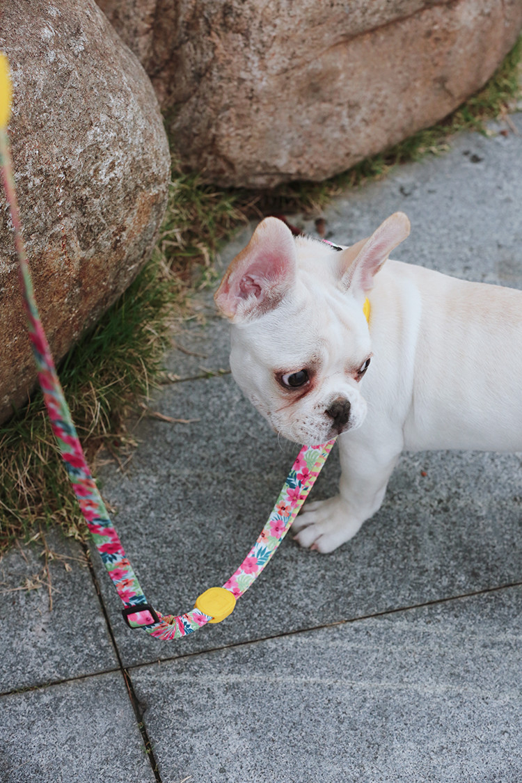 7.62m 25 Foot Nylon Anti Pull Dog Leash Around Chest Mouth Waist