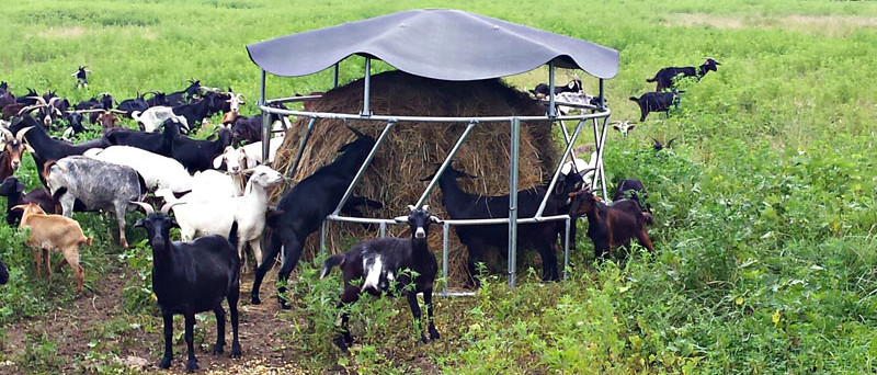 Cattle Crush Galvanized Livestock Fencing Galvanized Steel Fence