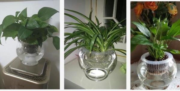 Water culture hydroponic plant glass transparent glass vase container green