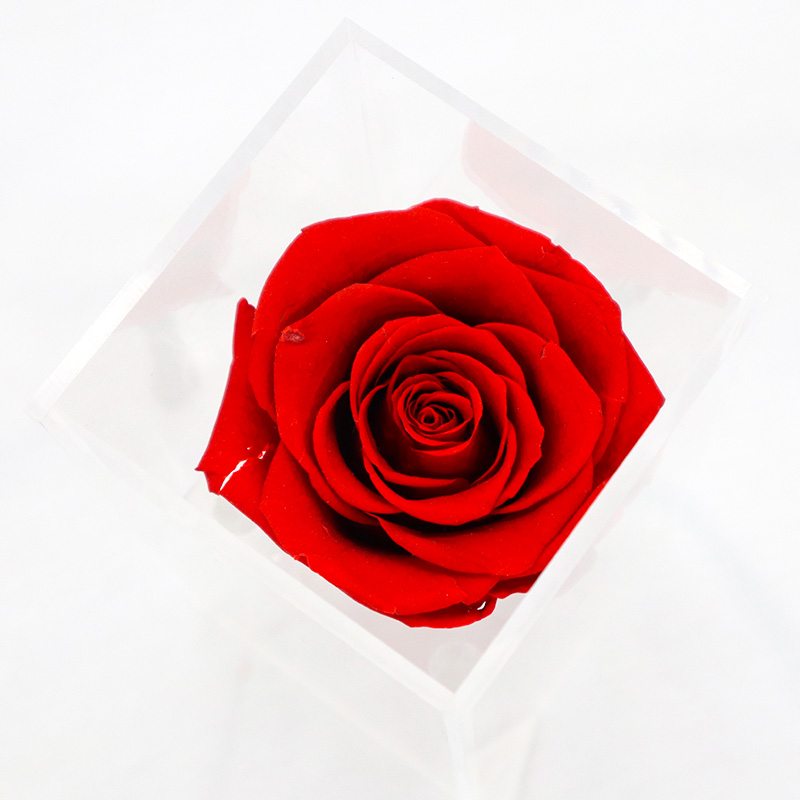 Decorative Beautiful Preserved Rose Flower With No Pollen / No Allergy