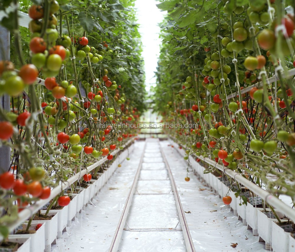 Multi Span Agriculture Greenhouse Height 3m Customized Length 50m