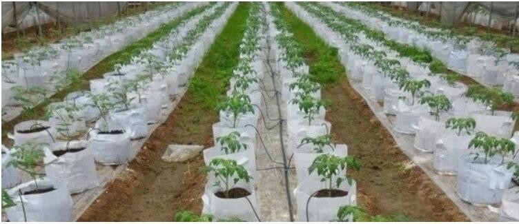 Transparent / Black / Silver / White color Plastic PE LDPE Agriculture Mulching Film,panda strawberry mulch film/black w