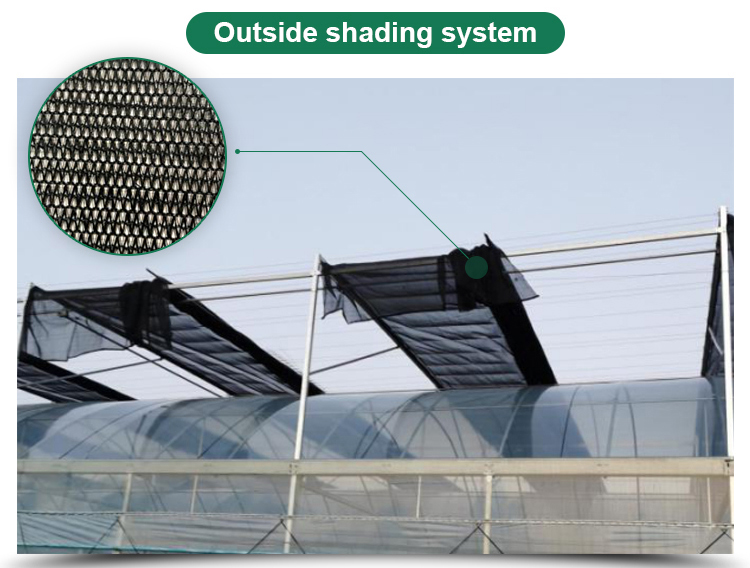 Long Life Multi-Span Film Greenhouse with Electric Control and Cooling Pad Fan System