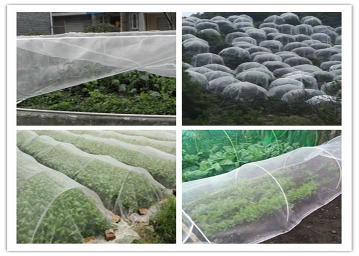 Anti Insect Netting