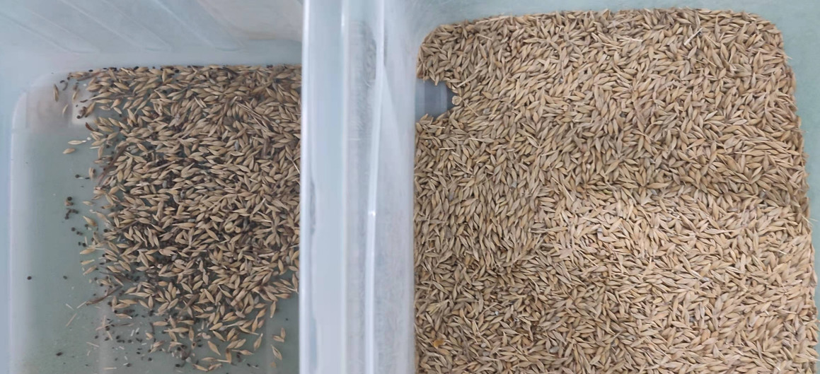 High Precision Wheat Barley Grain Corn Color Sorter 448 Channels