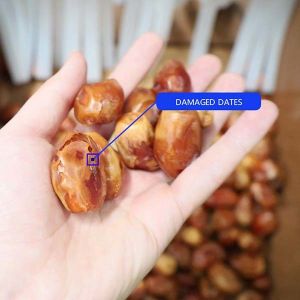 Advanced Size Division 2.0 Tons Per Hour 8-Lane Palm Dates Sorting Machine