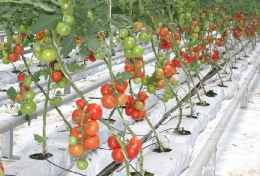 Dropping System Multi Span Greenhouse , PE Diy Hydroponic Greenhouse Gutter Height 3.0-6.0m
