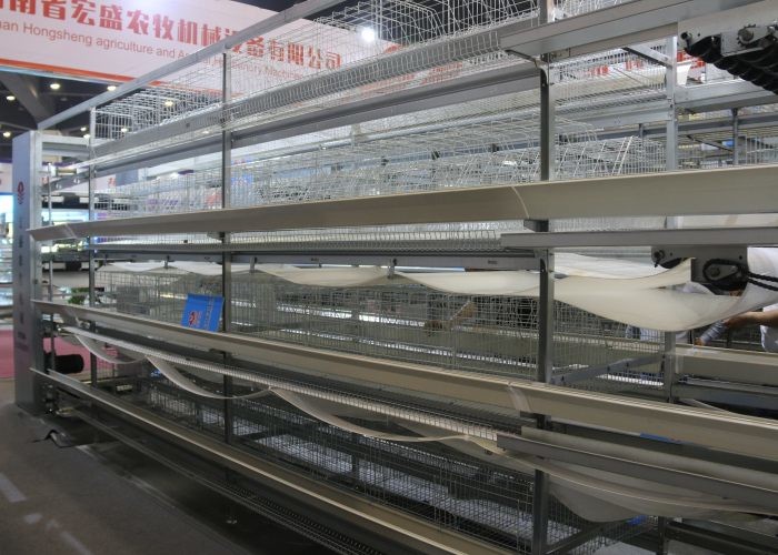 Hot Galvanized Poultry Manure Removal System 5 Tiers Intelligent Control