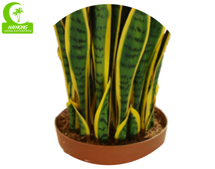 AGAVE PLANT