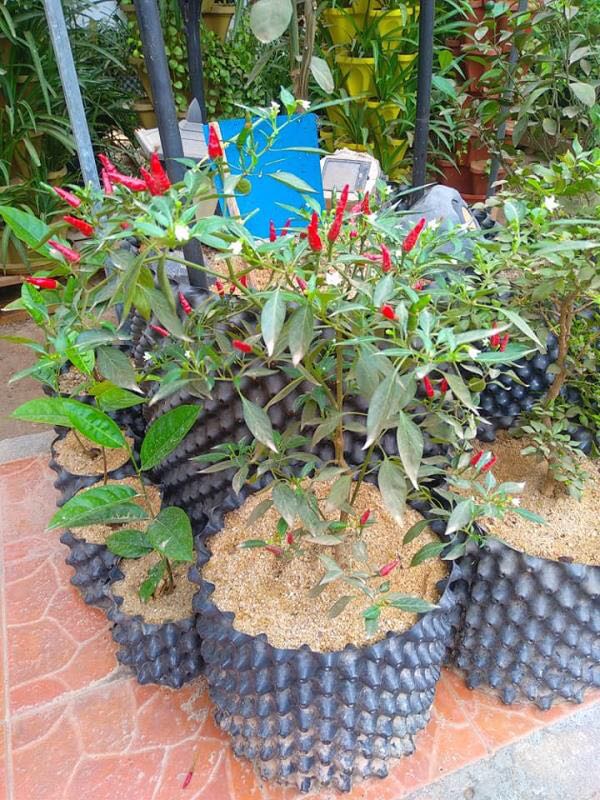 nursery Air Root Pruning Pots made of Hdpe or PVC
